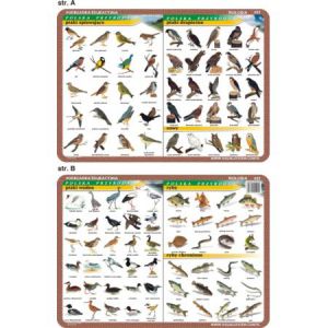 Podkładka edukacyjna Visual System Biologia, Polska Przyroda #2